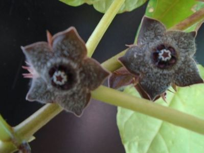 Matelea cyclophylla