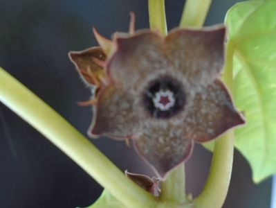 Matelea cyclophylla