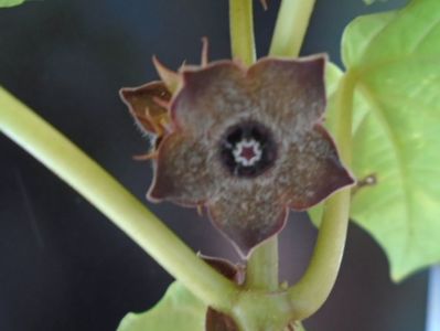 Matelea cyclophylla