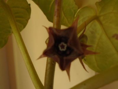 Matelea cyclophylla