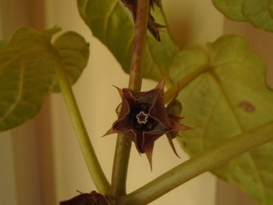 Matelea cyclophylla