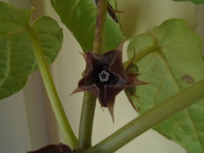 Matelea cyclophylla