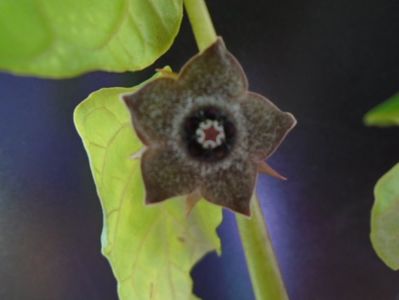 Matelea cyclophylla