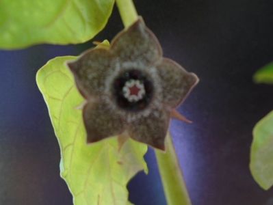 Matelea cyclophylla