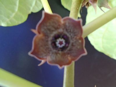 Matelea cyclophylla