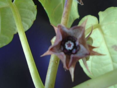 Matelea cyclophylla