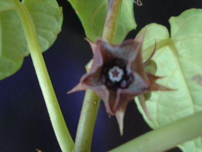 Matelea cyclophylla