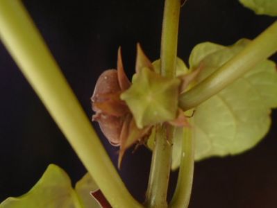 Matelea cyclophylla