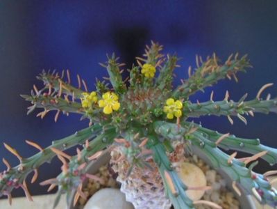 Euphorbia flanaganii