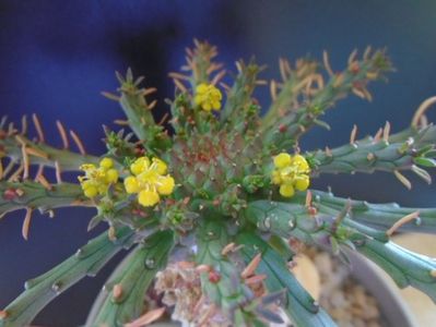 Euphorbia flanaganii