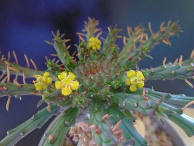 Euphorbia flanaganii