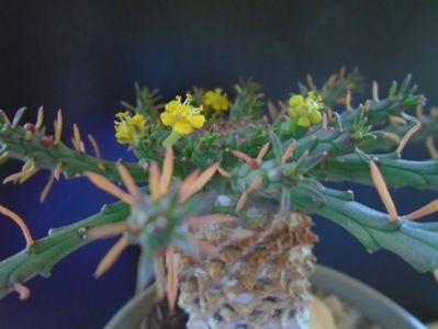 Euphorbia flanaganii