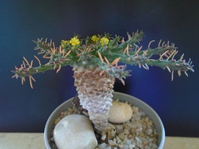 Euphorbia flanaganii