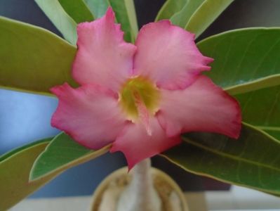 Adenium arabicum "Tiny Ding-dong"