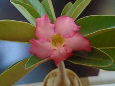 Adenium arabicum "Tiny Ding-dong"