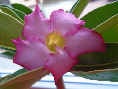 Adenium arabicum "Tiny Ding-dong"