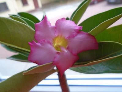 Adenium arabicum "Tiny Ding-dong"