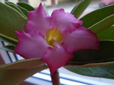 Adenium arabicum "Tiny Ding-dong"