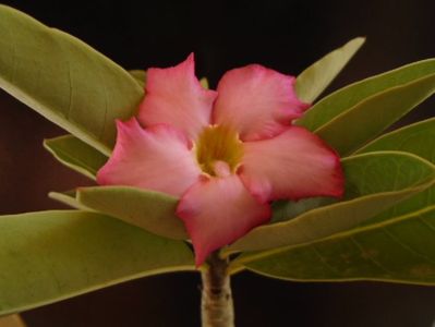 Adenium arabicum "Tiny Ding-dong"