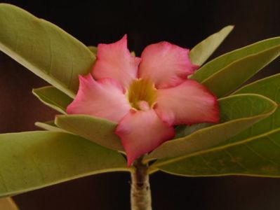 Adenium arabicum "Tiny Ding-dong"