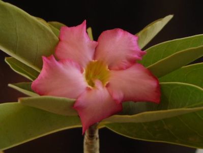 Adenium arabicum "Tiny Ding-dong"