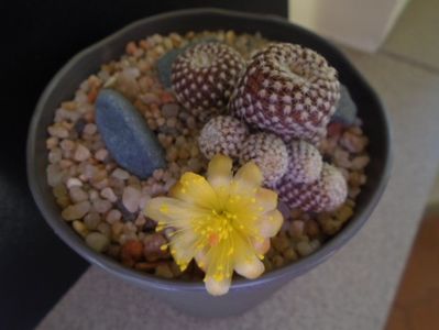 Copiapoa laui