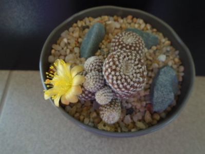 Copiapoa laui