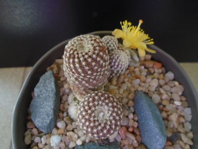 Copiapoa laui