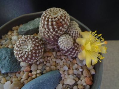 Copiapoa laui