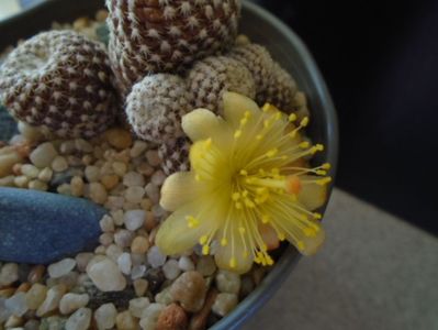 Copiapoa laui