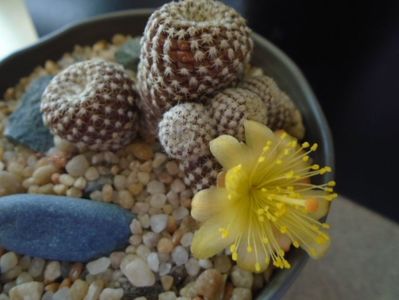 Copiapoa laui