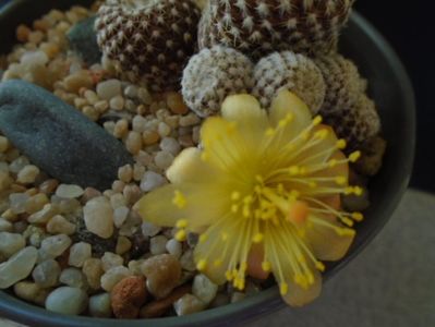 Copiapoa laui