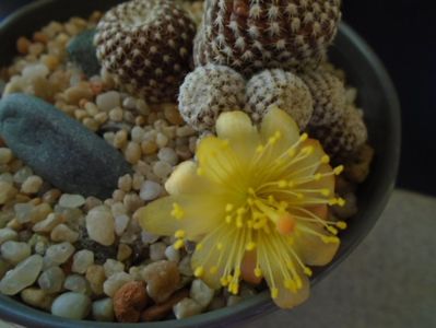 Copiapoa laui