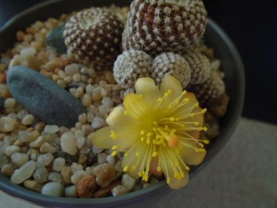 Copiapoa laui