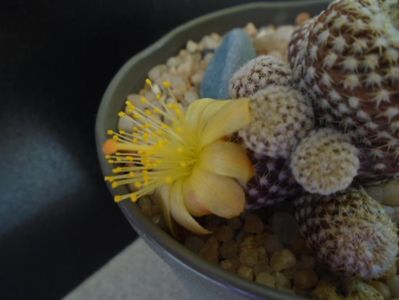 Copiapoa laui