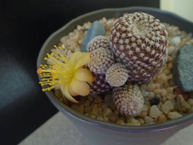 Copiapoa laui