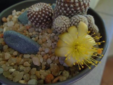 Copiapoa laui