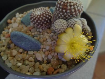 Copiapoa laui