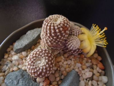 Copiapoa laui