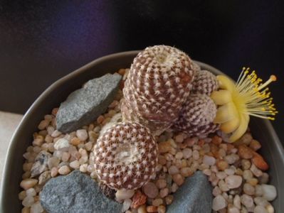 Copiapoa laui