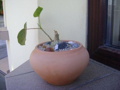 Ficus petiolaris