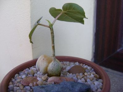 Ficus palmeri