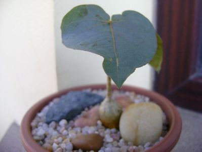 Ficus palmeri