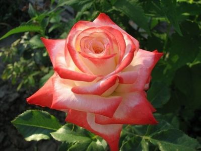 Trandafir Printesa Farah - 20 lei