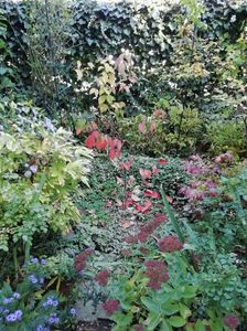 Cornus florida Cloud Nine