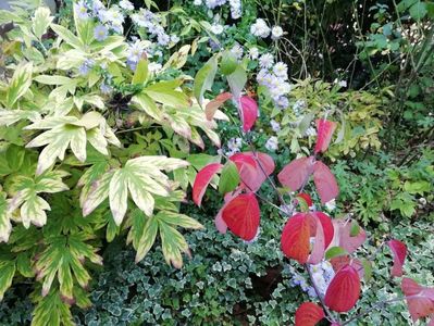 Cornus florida Cloud Nine