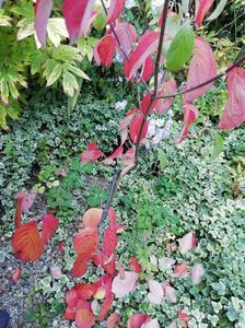 Cornus florida Cloud Nine