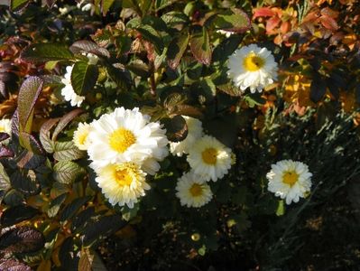 chrysanthemum Poesie