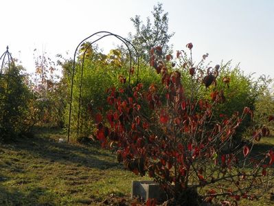 viburnum tomentosum