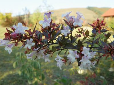 abelia grandiflora